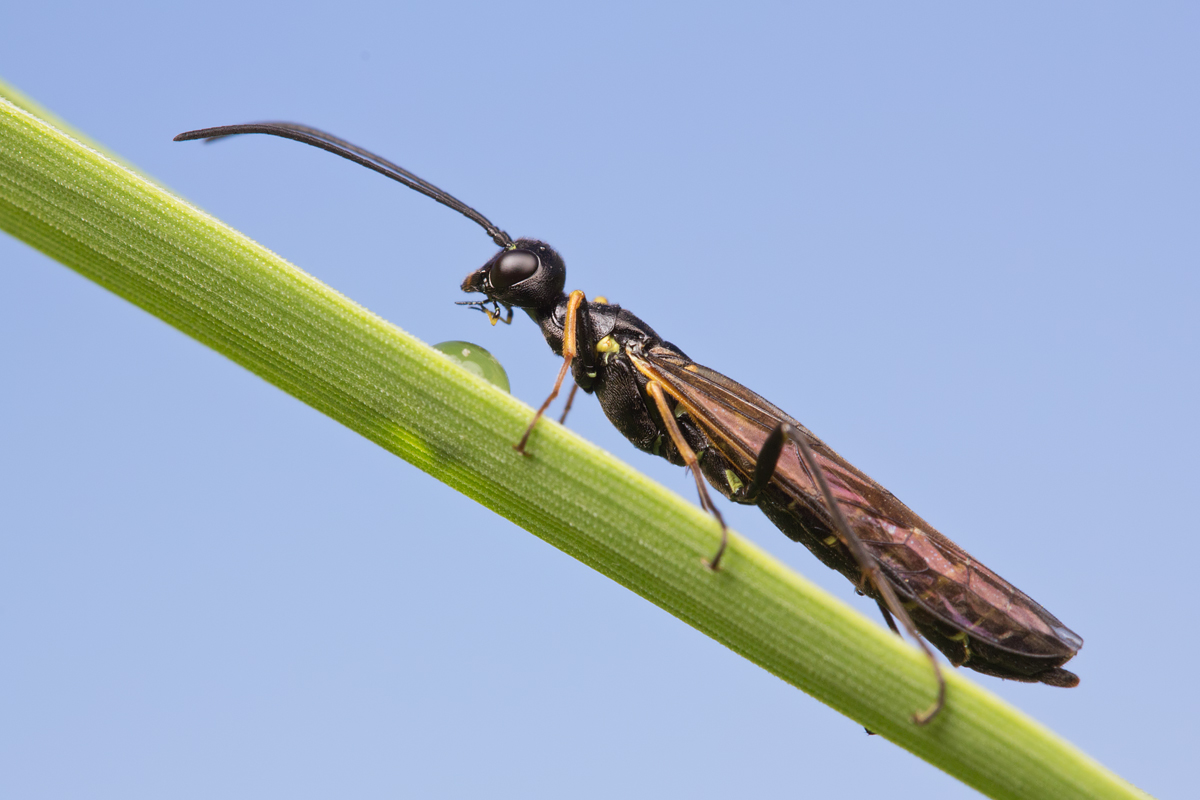 Stem Sawfly